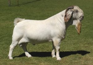 Savannah Goats
