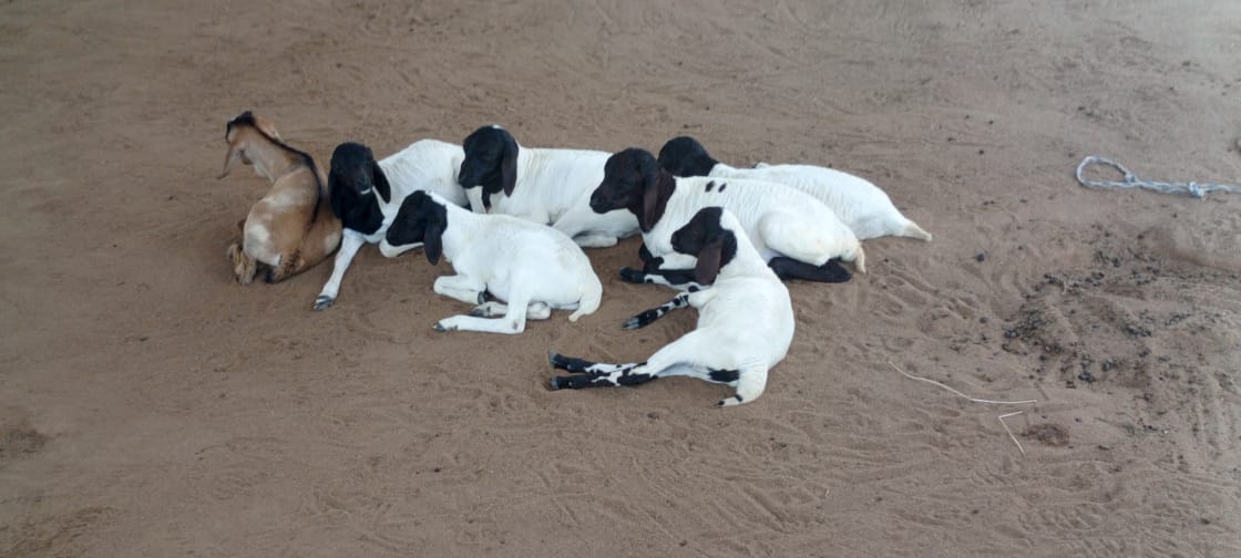 Young goats resting at Zee Ranch