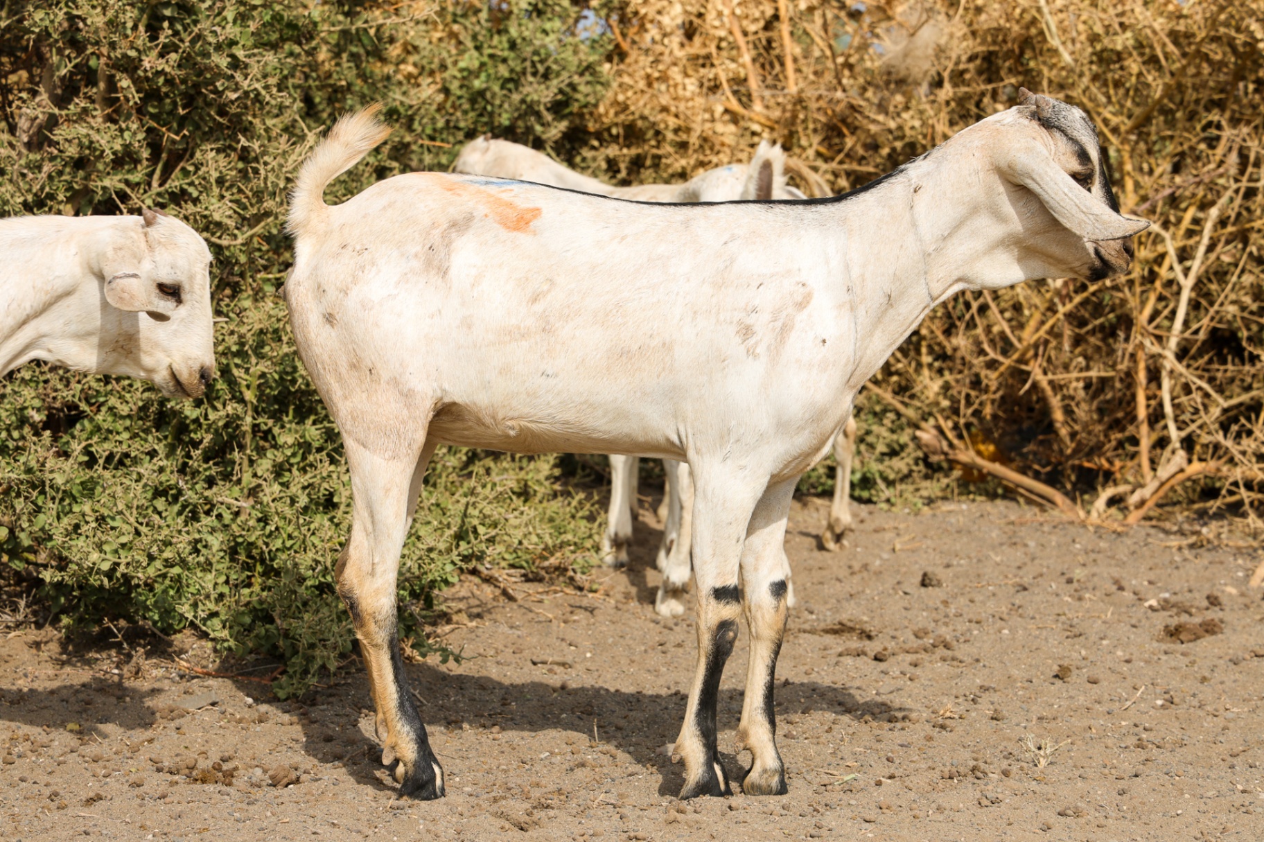 Galla Goats