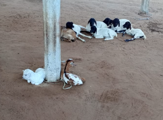 Herd resting in the shade at Zee Ranch