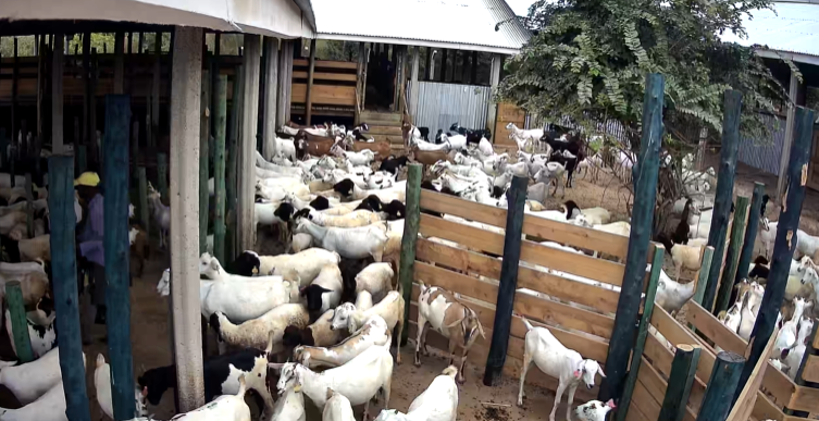 Goats in the ranch pens at Zee Ranch