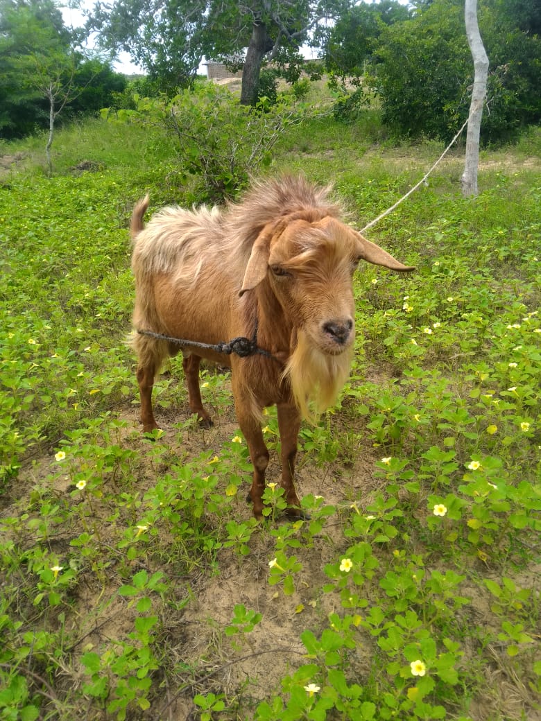 Galla goat grazing near the ranch