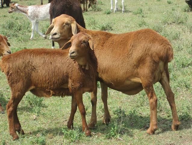 Red coat goats at the ranch
