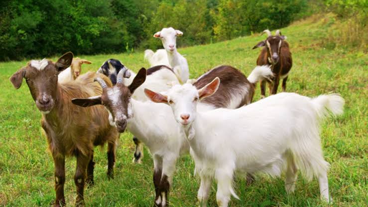 Cross-Breed Goats
