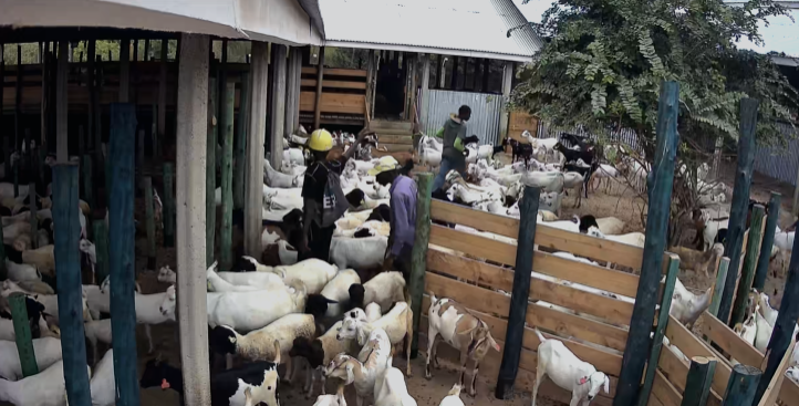 Ranch hands working in the goat pens