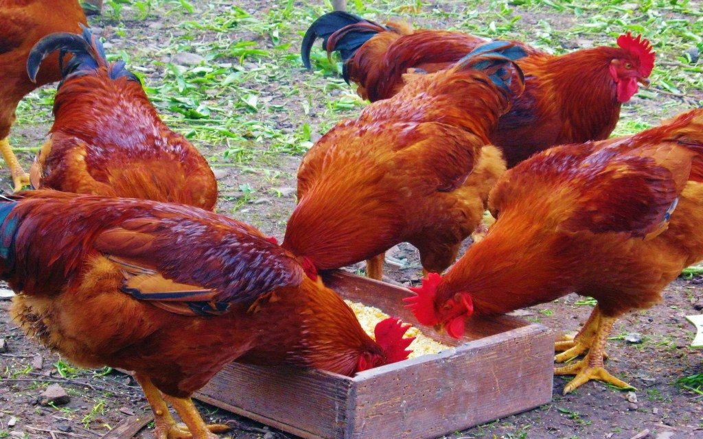 Chicken