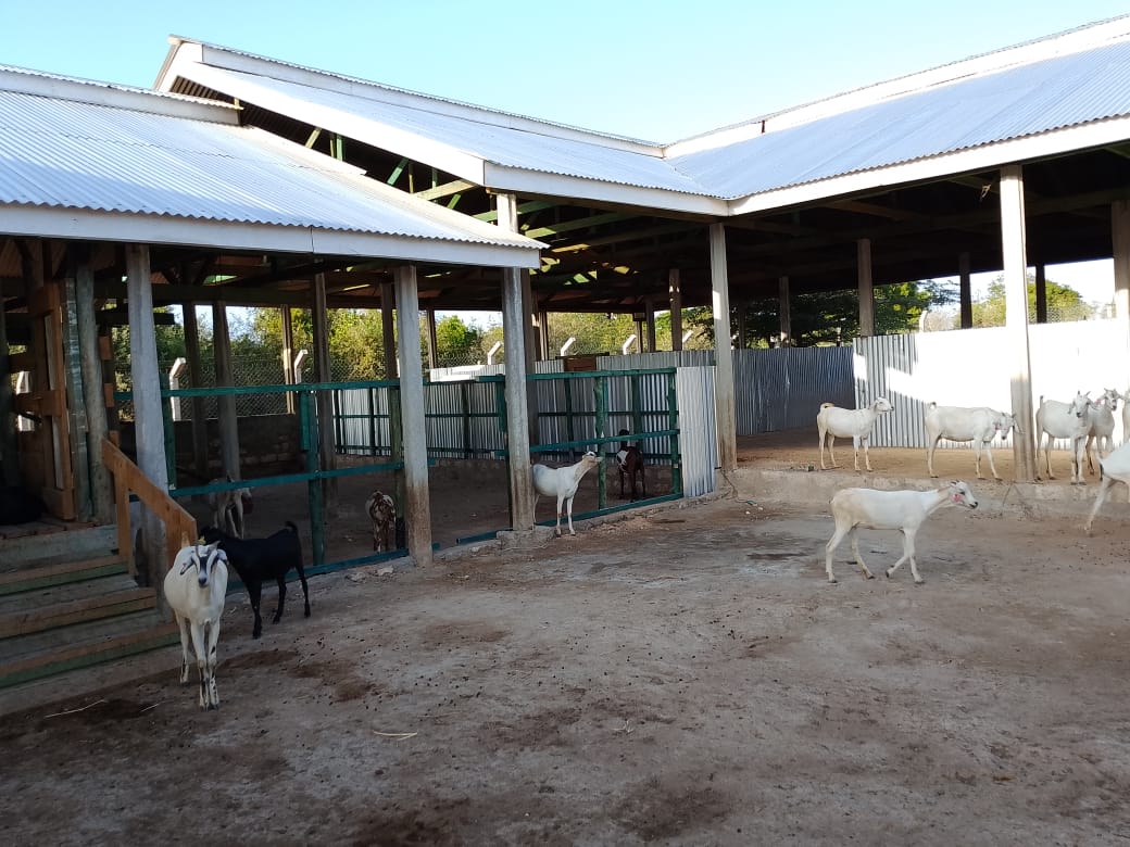 Goat shelters and pens at Zee Ranch
