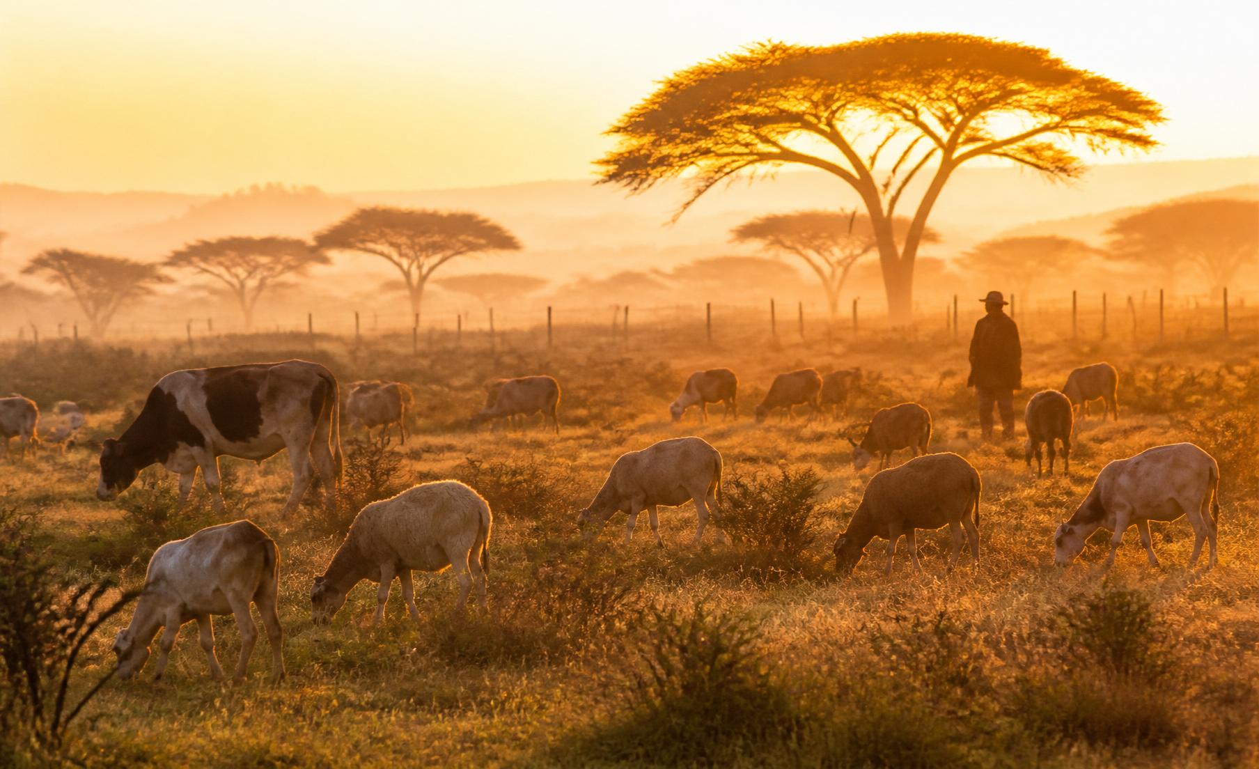 Acacia trees over open ranch pasture at golden hour